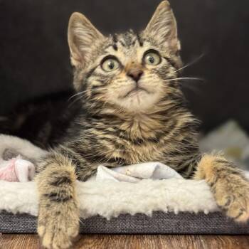 Eddie -  Domestic Short Hair Cat for Adoption in Sunnyvale, California - Eddie | PetCurious