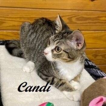 Rescue Tabby Cats for Adoption in Southern Pines, North Carolina - Candi - As Sweet As Can Be, She Is Super Affectionate | PetCurious