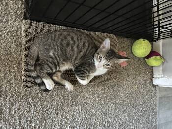 Rescue Domestic Short Hair Cats for Adoption in Calverton, Maryland - Rockie | PetCurious