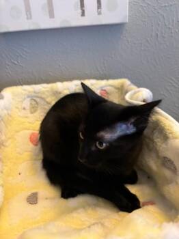 Clawdius -  Domestic Short Hair Cat for Adoption in Dallas, Texas - Clawdius | PetCurious