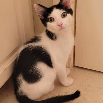 Rescue Domestic Short Hair Cats for Adoption in Kansas City, Missouri - Jax | PetCurious