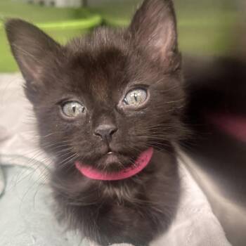 Domestic Short Hair Cats Available for Adoption in Clavet, Saskatchewan - Luby | PetCurious