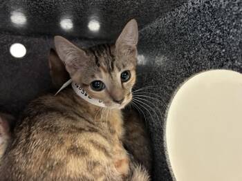 Piano -  Domestic Short Hair Cat for Adoption in New York, New York - Piano | PetCurious