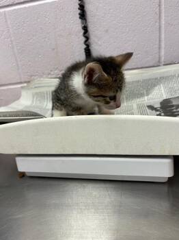 MILLER -  Domestic Short Hair Cat for Adoption in Jacksonville, Florida - MILLER | PetCurious