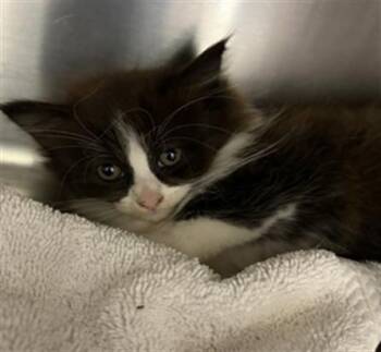 Domestic Short Hair Cats Available for Adoption in Chula Vista, California - JUNIPER | PetCurious