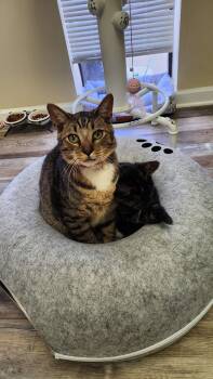 American Shorthair Cats Available for Adoption in Roanoke, Alabama - Piglet | PetCurious