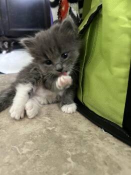 Lucas -  Domestic Medium Hair Cat for Adoption in Sanford, North Carolina - Lucas | PetCurious
