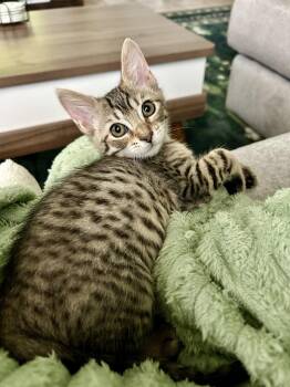 Islay (4582) -  Domestic Short Hair and Tiger Cat for Adoption in Zephyrhills, Florida - Islay (4582) | PetCurious