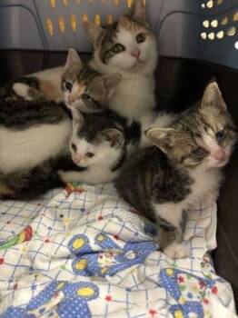 Blackberry Chip -  Domestic Short Hair Cat for Adoption in Cincinnati, Ohio - Blackberry Chip | PetCurious