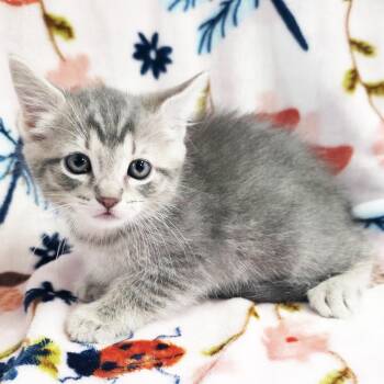 Balderdash -  Domestic Short Hair Cat for Adoption in Mt. Juliet, Tennessee - Balderdash | PetCurious