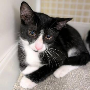 Bagel -  Domestic Short Hair Cat for Adoption in Buffalo, New York - Bagel | PetCurious