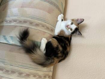 Abigail -  Calico Cat for Adoption in Meeker, Oklahoma - Abigail | PetCurious