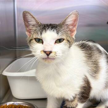 Mollie -  Domestic Short Hair Cat for Adoption in Hannibal, Missouri - Mollie | PetCurious