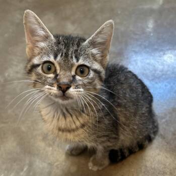 Yasmin -  Domestic Short Hair Cat for Adoption in Green Bay, Wisconsin - Yasmin | PetCurious