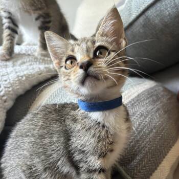 Mahogany -  Domestic Short Hair Cat for Adoption in Bryan, Texas - Mahogany | PetCurious