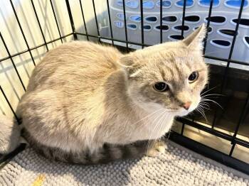 Celeste -  Siamese and Domestic Short Hair Cat for Adoption in Mooresville, North Carolina - Celeste | PetCurious