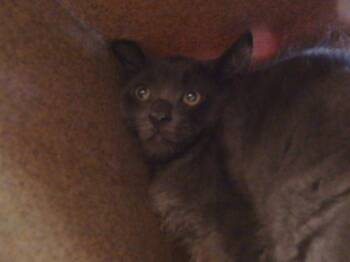 Rescue Domestic Medium Hair Cats for Adoption in Sacramento, California - P3- TEEN | PetCurious