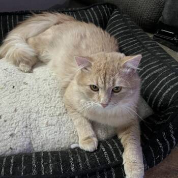 Domestic Medium Hair Cats Available for Adoption - Opie | PetCurious