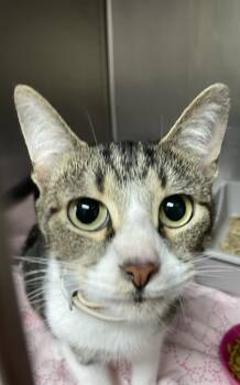 Simone -  Domestic Short Hair Cat for Adoption in Clarksville, Tennessee - Simone | PetCurious
