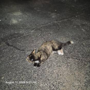 NIMI -  Domestic Short Hair Cat for Adoption in San Antonio, Texas - NIMI | PetCurious