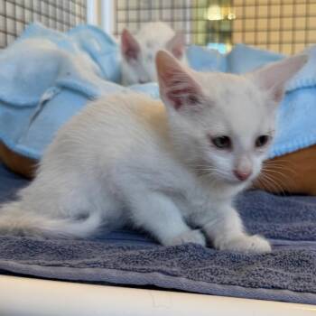 Canton -  Domestic Short Hair Cat for Adoption in Cedaredge, Colorado - Canton | PetCurious