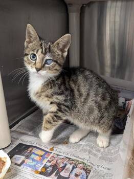 THISTLE -  Domestic Short Hair Cat for Adoption in Charlotte, North Carolina - THISTLE | PetCurious
