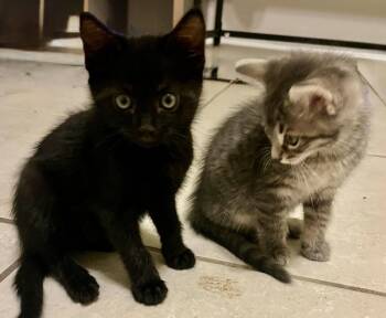 Domestic Short Hair and Bombay Cats Available for Adoption in Homestead, Florida - Nano Nyx & Wisp Bonded | PetCurious