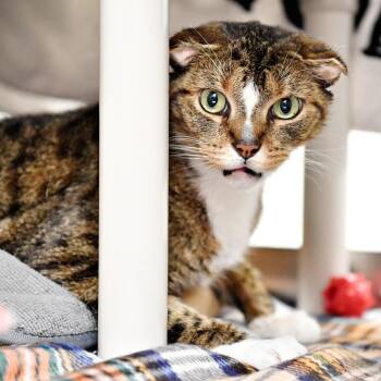 Ham Salad -  Domestic Short Hair Cat for Adoption in York, Pennsylvania - Ham Salad | PetCurious