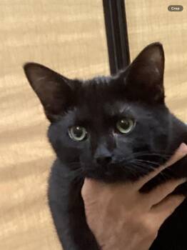 ASIA -  Domestic Short Hair Cat for Adoption in Northfield, Ohio - ASIA | PetCurious