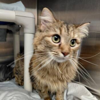 Mellow FKA Delia -  Domestic Long Hair Cat for Adoption in Philadelphia, Pennsylvania - Mellow FKA Delia | PetCurious