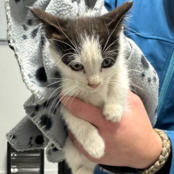 Rescue Domestic Short Hair Cats for Adoption in Spring Hill, Kansas - Jeanie | PetCurious