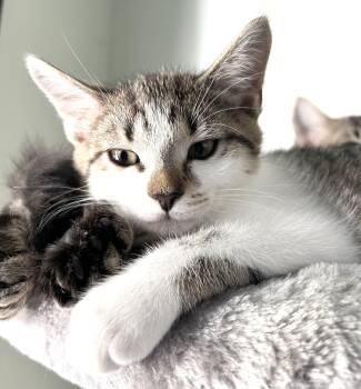 Marigold -  Domestic Short Hair Cat for Adoption in New York, New York - Marigold | PetCurious