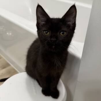 Rescue Domestic Short Hair Cats for Adoption in Delaware, Ohio - Celia Mae | PetCurious