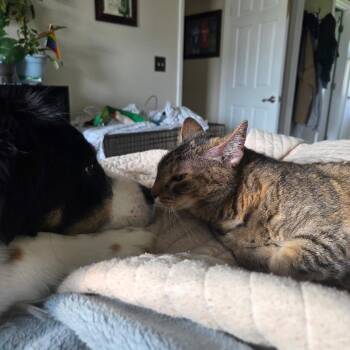 Domestic Short Hair Cats Available for Adoption - Saphira | PetCurious