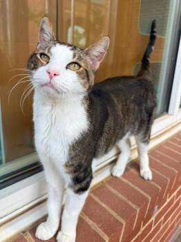 Steve-o -  Domestic Short Hair Cat for Adoption in Fairfax, Virginia - Steve-o | PetCurious