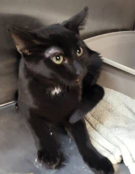 Rescue Domestic Short Hair Cats for Adoption in Zimmerman, Minnesota - Dennis | PetCurious