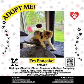 Pancake -  Domestic Short Hair Cat Available for Adoption in OSBORNVILLE, New Jersey - Pancake | PetCurious