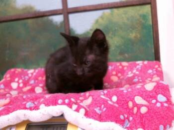 A2089159 -  American Shorthair and Domestic Short Hair Cat for Adoption in Houston, Texas - A2089159 | PetCurious