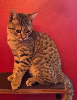 Eva -  Domestic Short Hair Cat for Adoption in Union Grove, Wisconsin - Eva | PetCurious