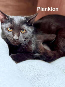 Rescue Domestic Short Hair Cats for Adoption in St. George, Utah - Plankton | PetCurious