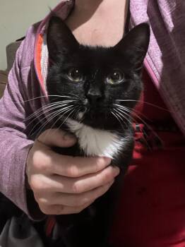 Tuxedo Cats Available for Adoption - Shirley (laverne And Shirley) | PetCurious