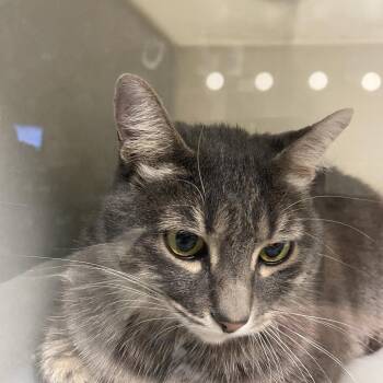 Momma -  Domestic Short Hair Cat for Adoption in Reno, Nevada - Momma | PetCurious
