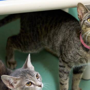 Anneli -  Domestic Short Hair Cat for Adoption in Memphis, Tennessee - Anneli | PetCurious