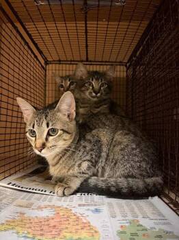 Persimmon -  Domestic Short Hair Cat for Adoption in Austin, Texas - Persimmon | PetCurious
