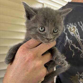 Domestic Short Hair Cats Available for Adoption in Columbia, South Carolina - Pork And Beans | PetCurious