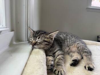 Sable -  Domestic Short Hair Cat for Adoption in Ferndale, Michigan - Sable | PetCurious