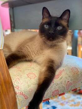 Siamese Cats Available for Adoption in San Diego, California - Beeker | PetCurious