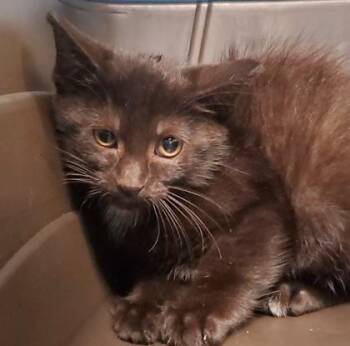 Truly -  Domestic Short Hair Cat for Adoption in Kansas City, Missouri - Truly | PetCurious