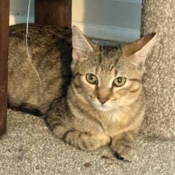 Chai -  Domestic Short Hair Cat for Adoption in Greenfield, Indiana - Chai | PetCurious