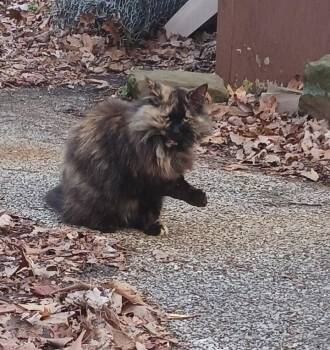 Myrtle -  Domestic Medium Hair Cat for Adoption in Cromwell, Kentucky - Myrtle | PetCurious